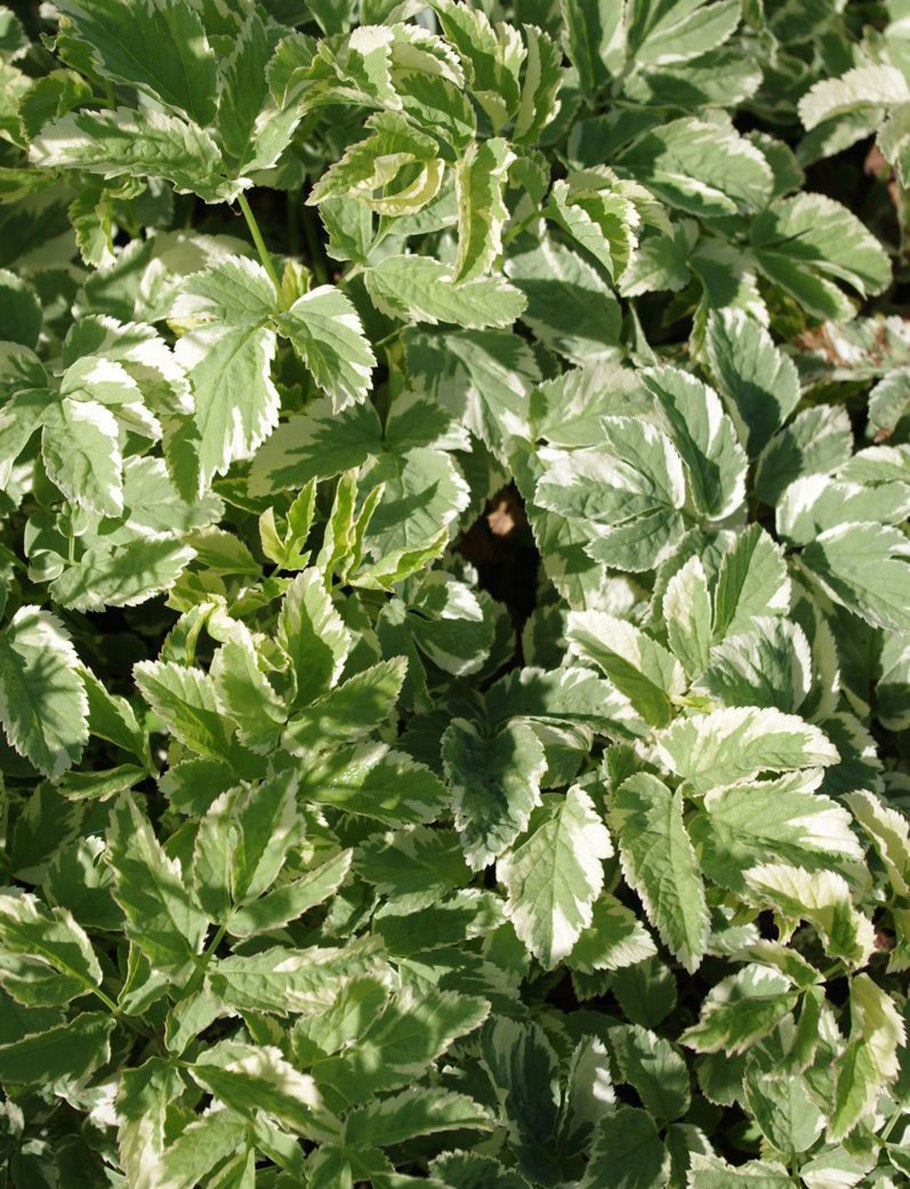 Дерен Сибирский Живая изгородь