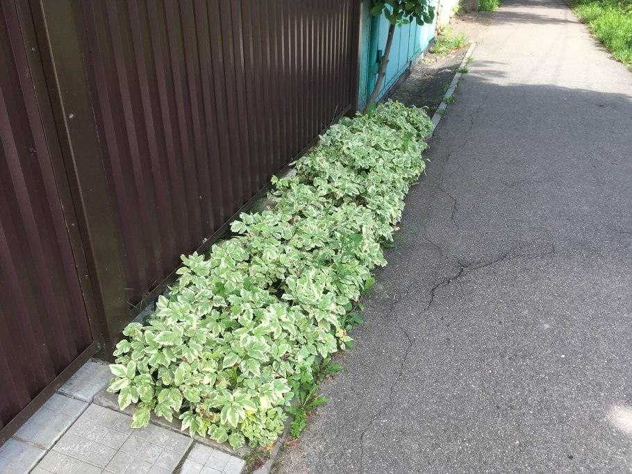 Сныть Садовая