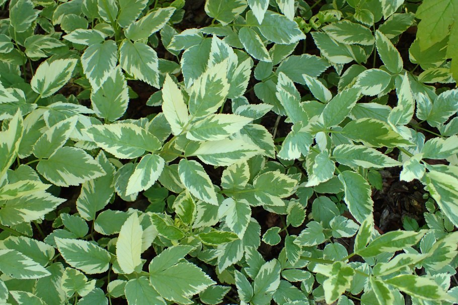 Сныть пестролистная