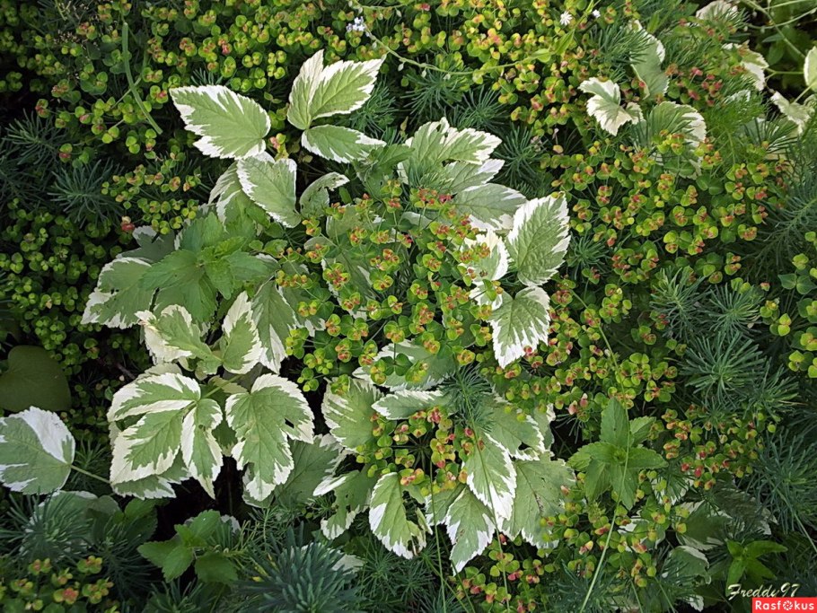 Сныть Вариегата