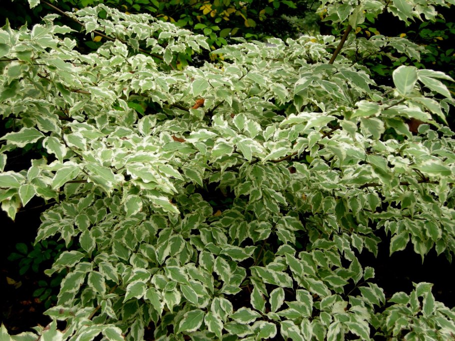 Хоста Фрэнсис Вильямс в ландшафтном дизайне