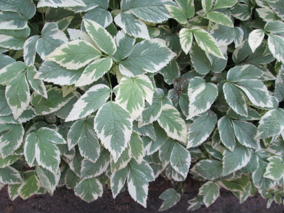 Сныть вариегатная