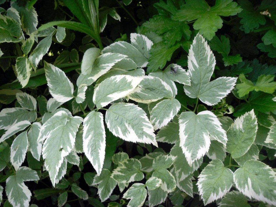 Сныть обыкновенная Вариегата