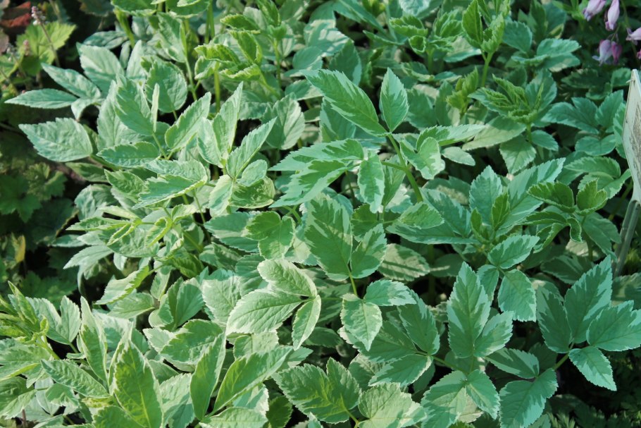 Сныть белоокаймленная