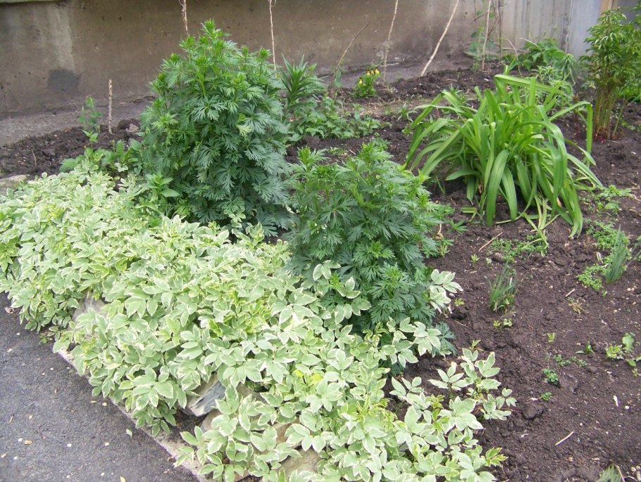 Сныть пестролистная