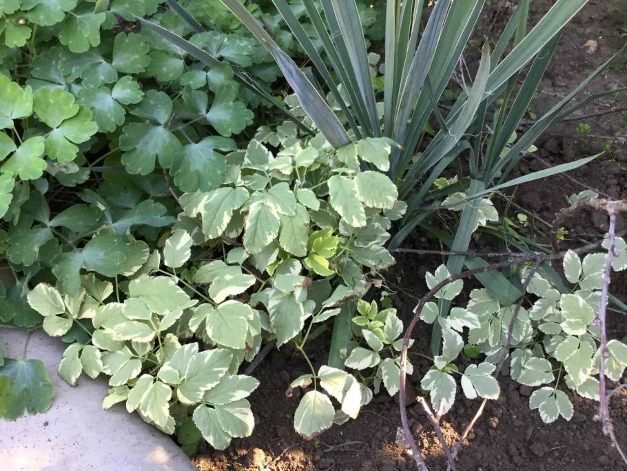 Сныть почвопокровная