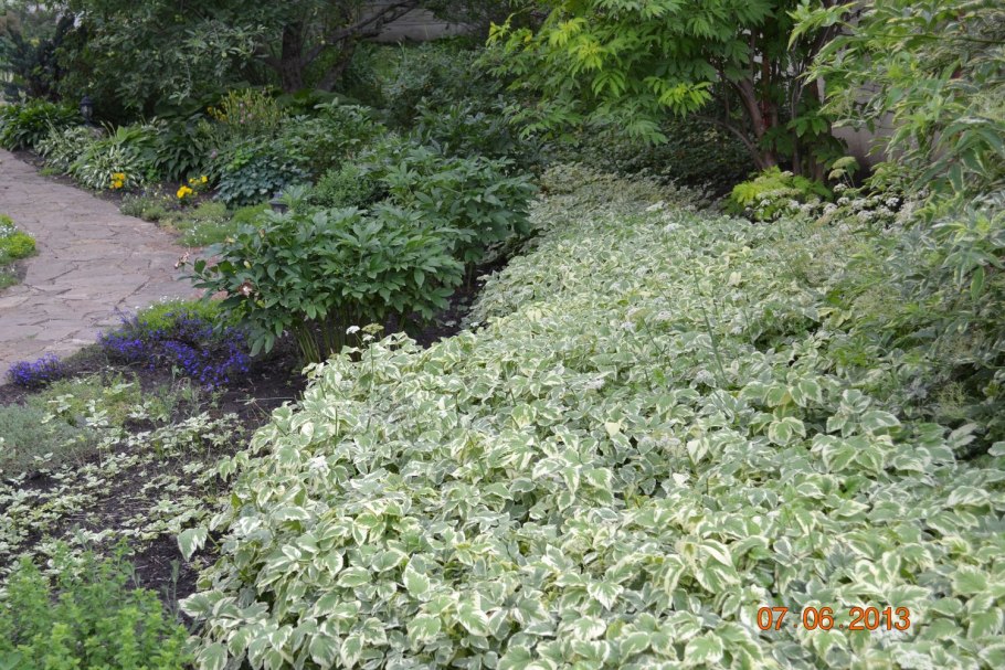 Сныть обыкновенная Вариегата