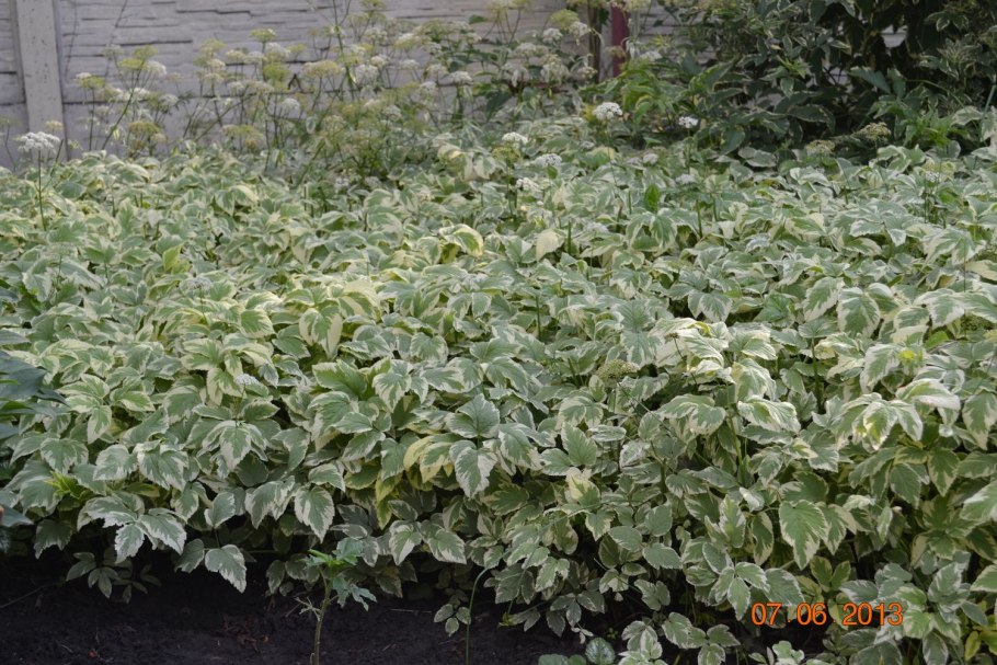 Сныть в огороде