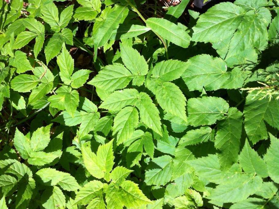 Сныть обыкновенная variegata