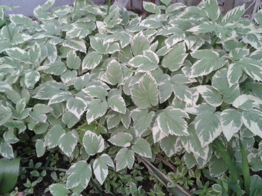 Сныть пестролистная