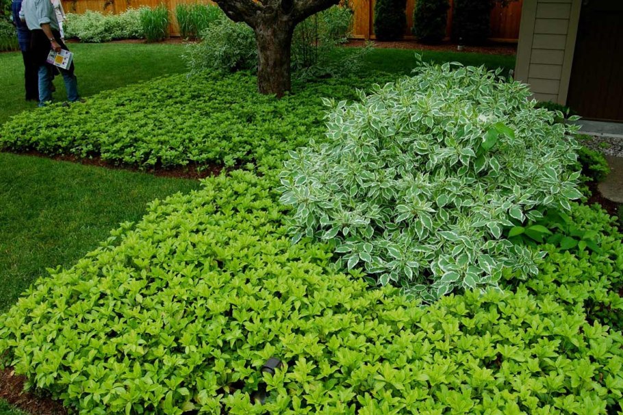 Сныть Садовая пестролистная