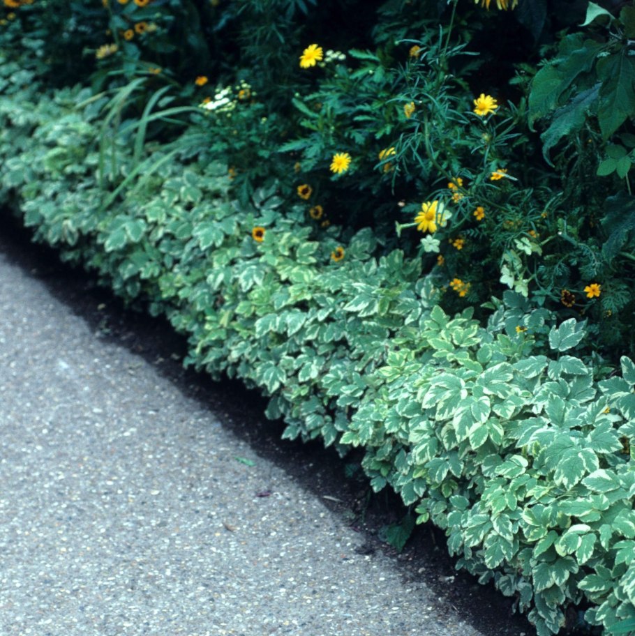 Сныть вариегатная