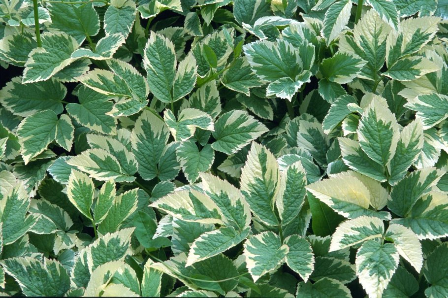 Сныть вариегатная