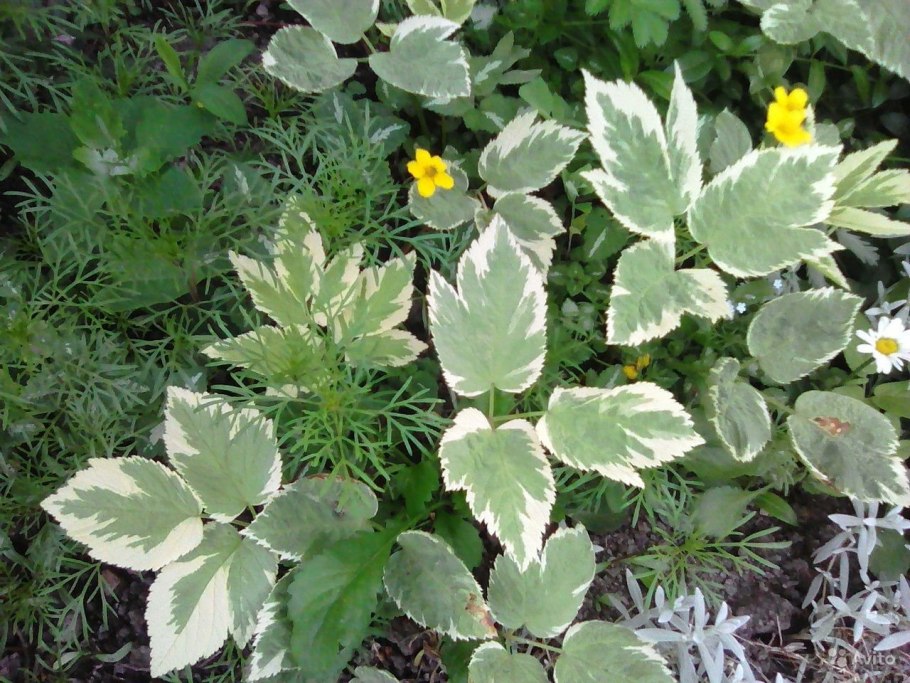 Aegopodium podagraria 'variegatum'