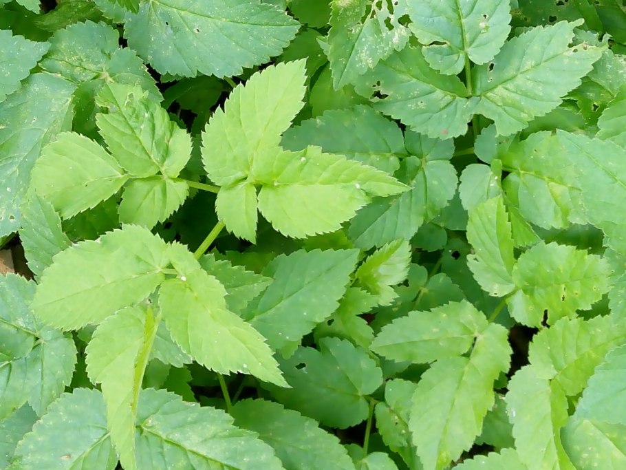 Сныть белоокаймленная