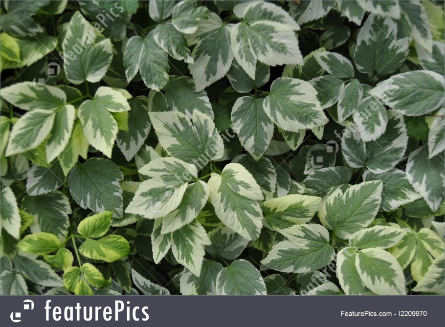 Сныть белоокаймленная