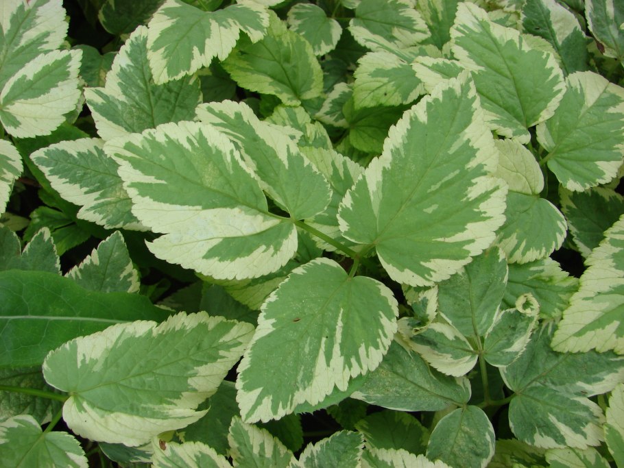 Астильба Хоста папоротник в клумбе