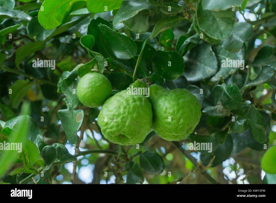 Дерево бергамот колючки
