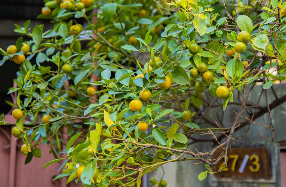 Французские Бергамотовые деревья