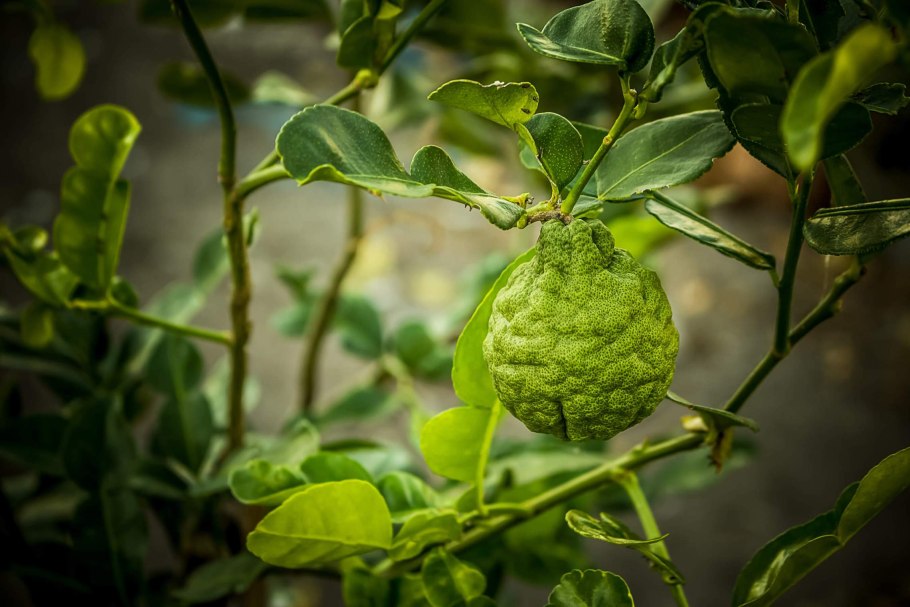 Листья бергамота