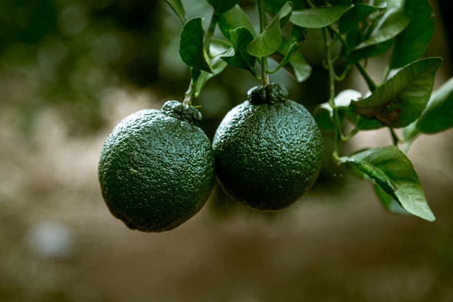 Фрукты на дереве бергамот