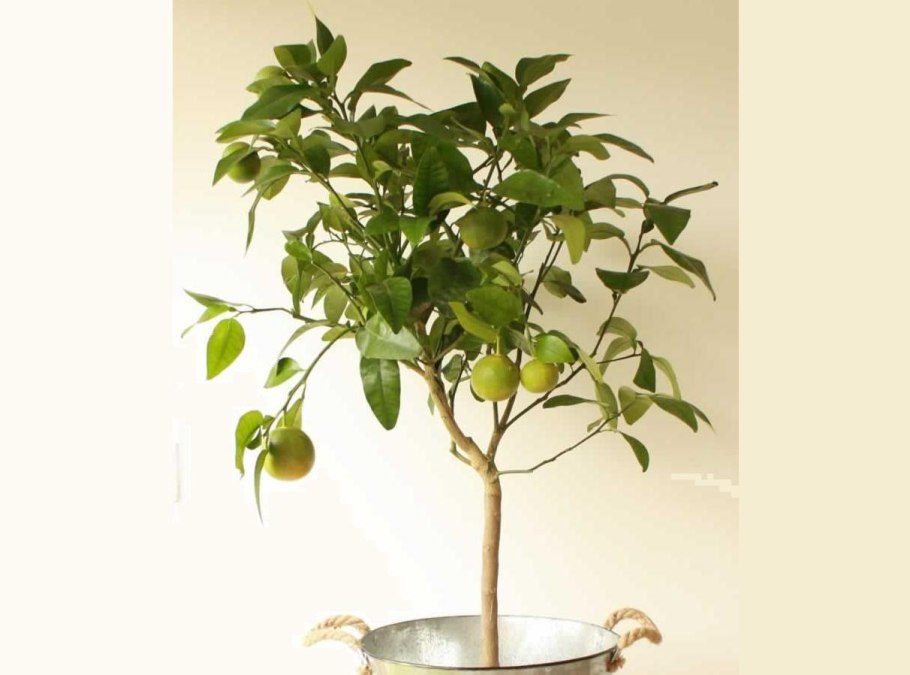 Бергамот комнатный