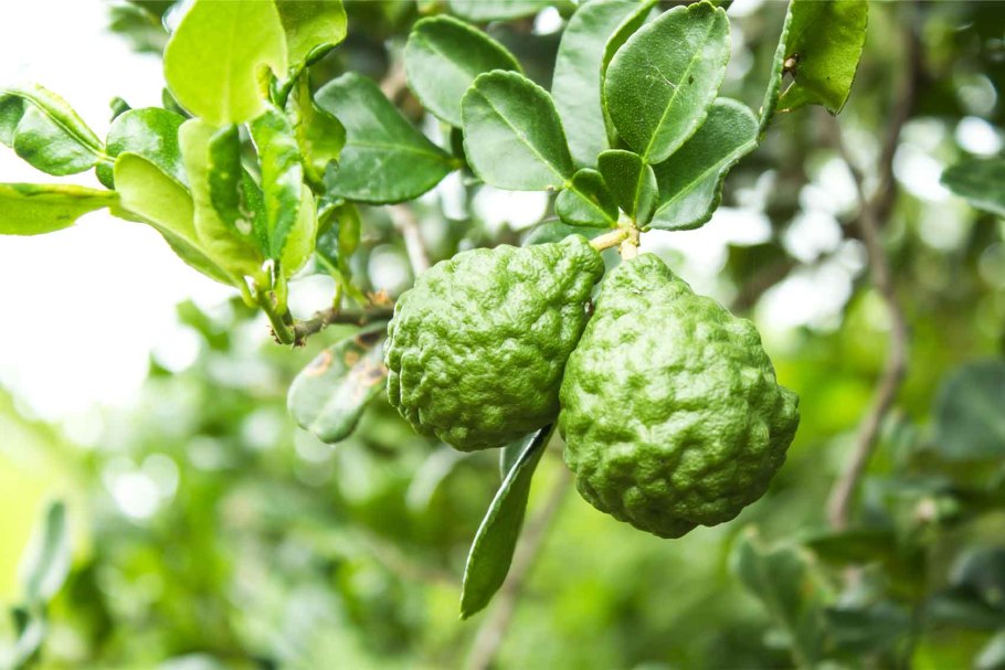 Бергамот это куст или дерево