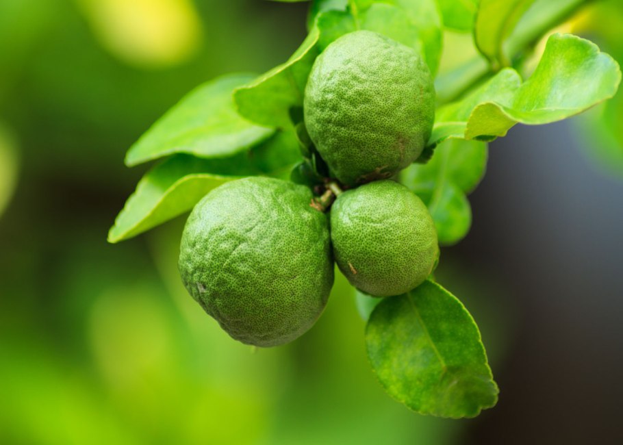 Бергамот ветка