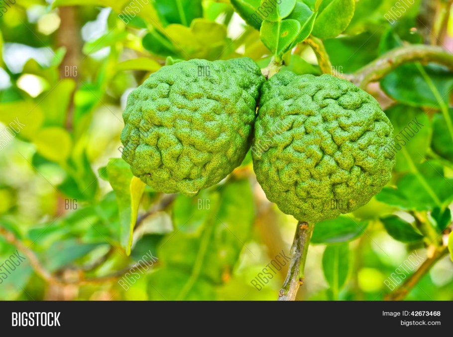 Бергамот на ветке дерева