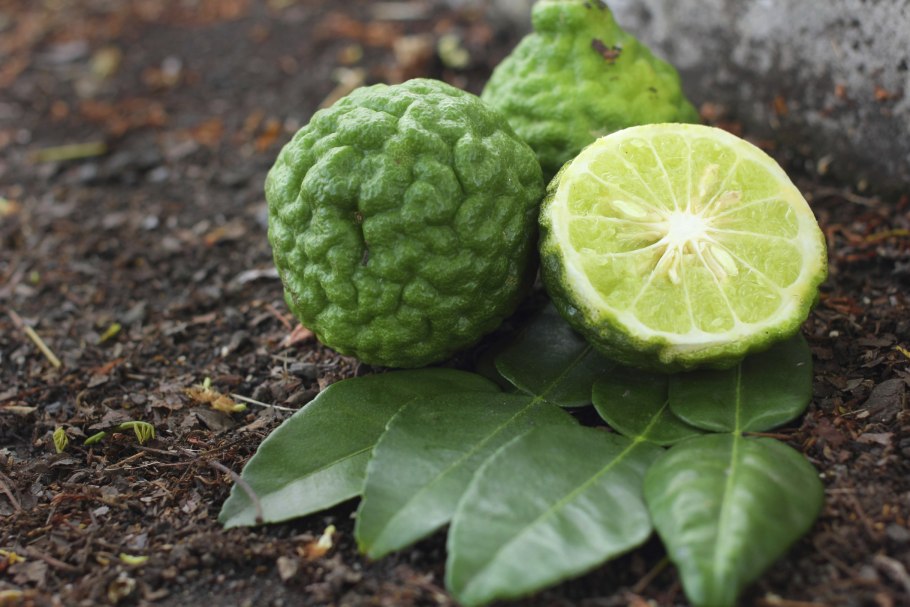 Померанец бергамот