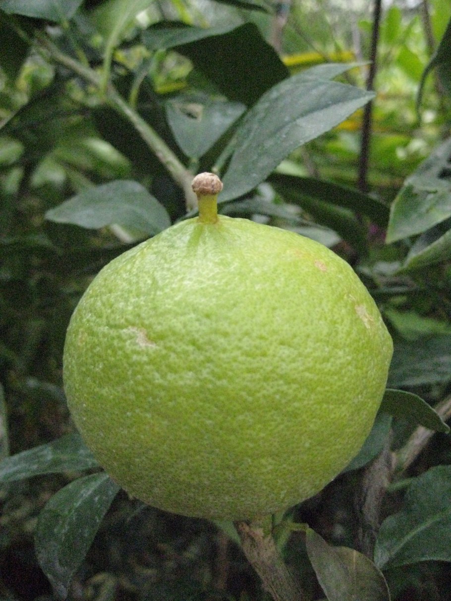 Как выглядит бергамот