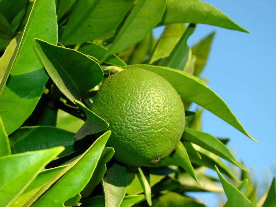 Зёрна бергамота