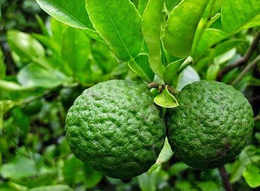 Цитрус каффир лайм (Папеда Ежеиглистая)