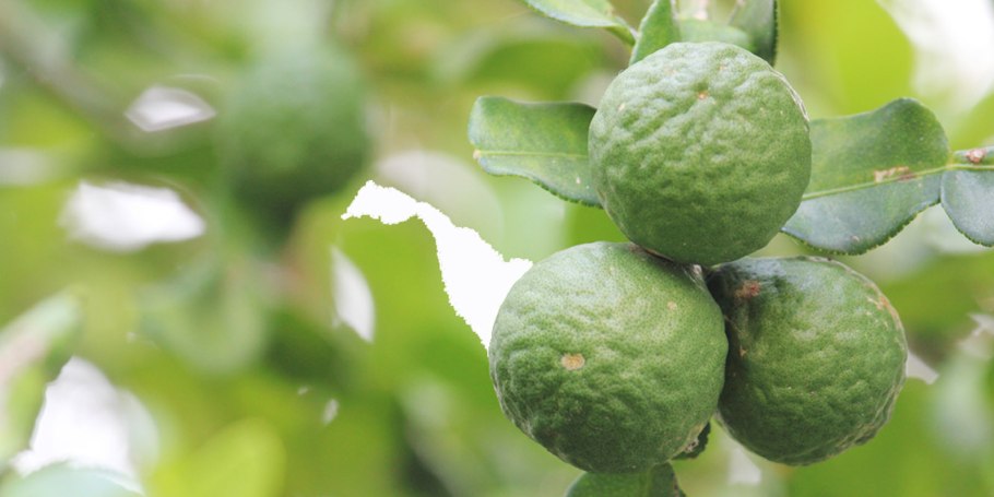 Бергамот абрикос