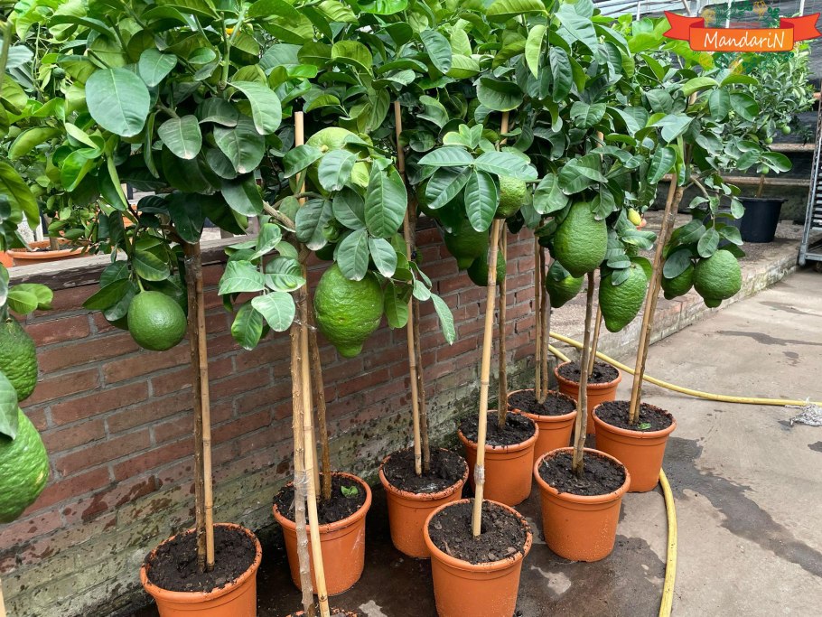 Бергамот дерево выращивание в Ленинградской области