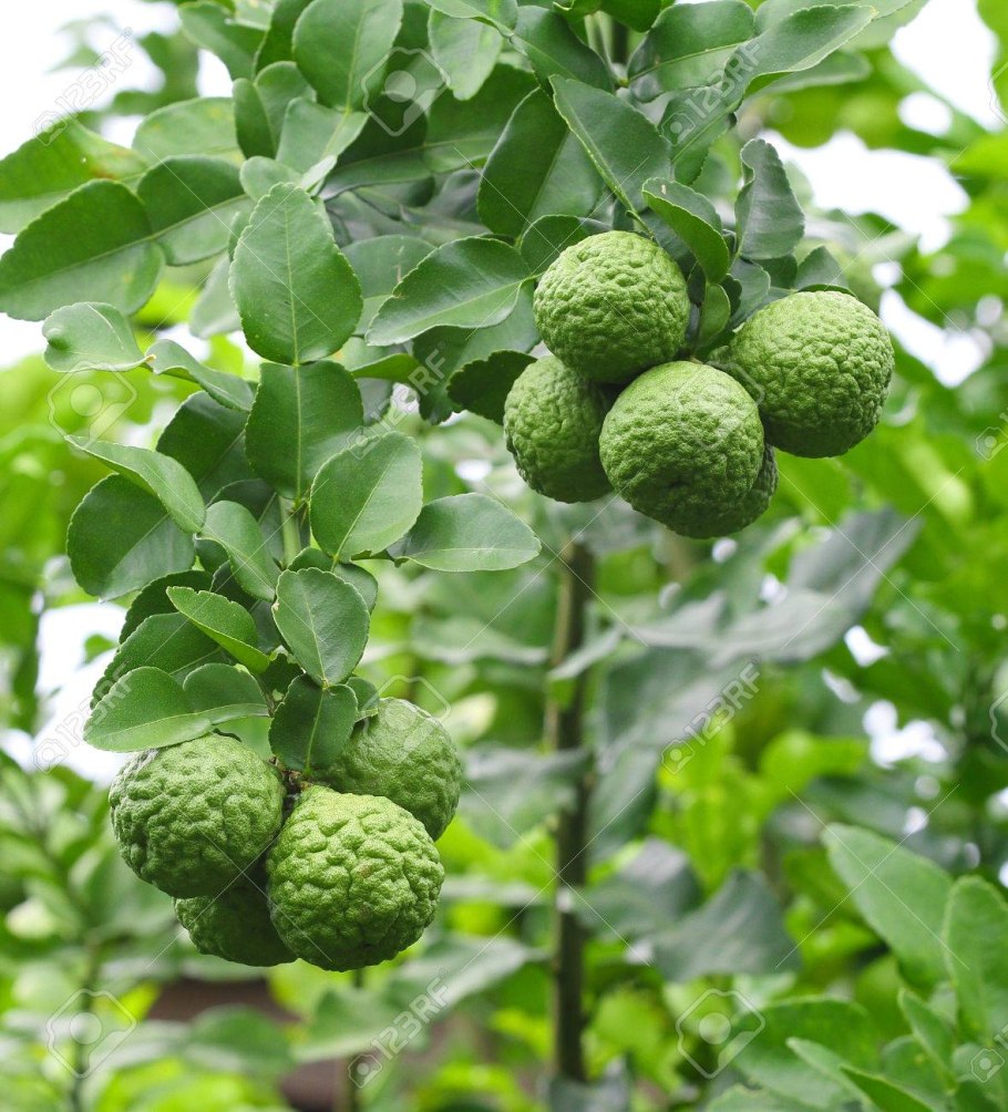 Бергамот Лимончики куст