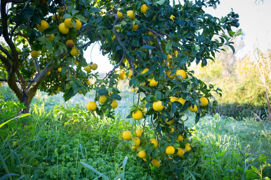 Французские Бергамотовые деревья