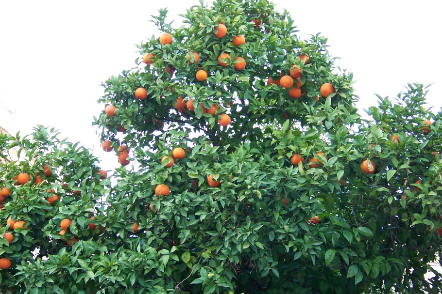 Померанец бергамот