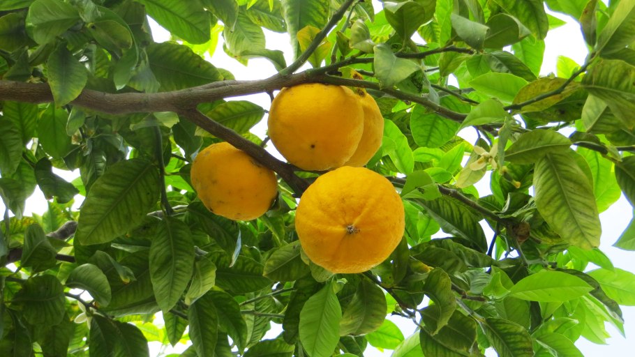 Бергамот и лайм