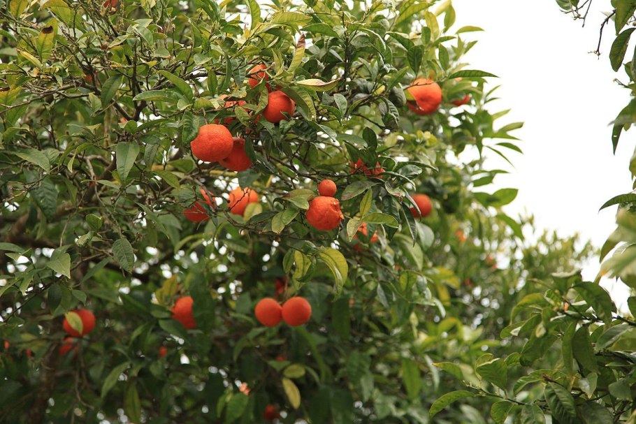 Бергамот цитрус