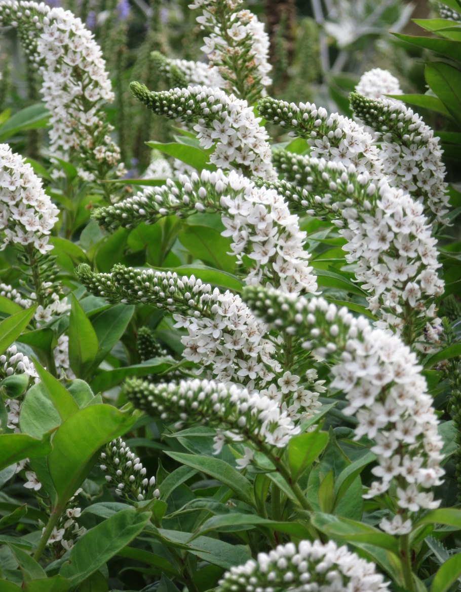 Вербейник монетчатый Луговой