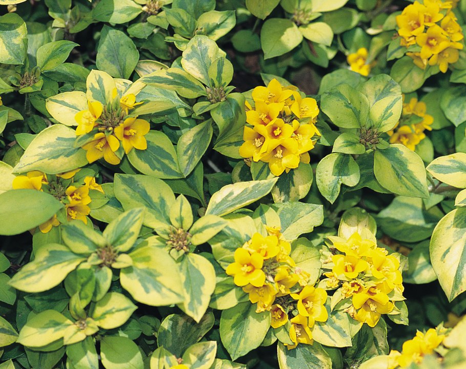 Вербейник punctata