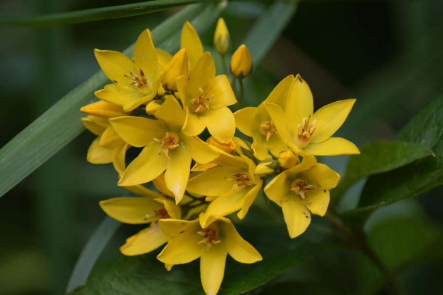 Вербейник Лизимахия