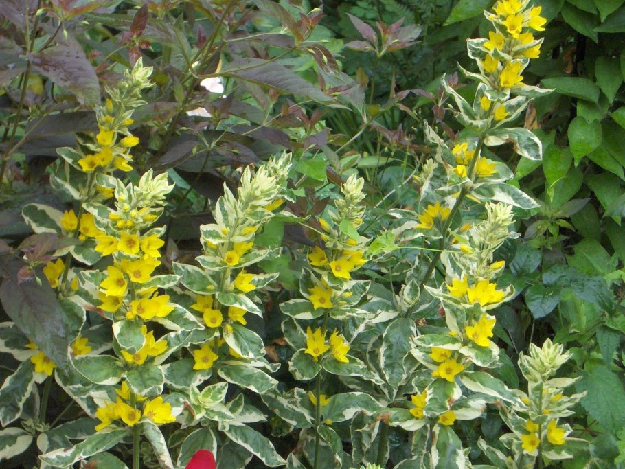 Лизимахия Голден Еллоу