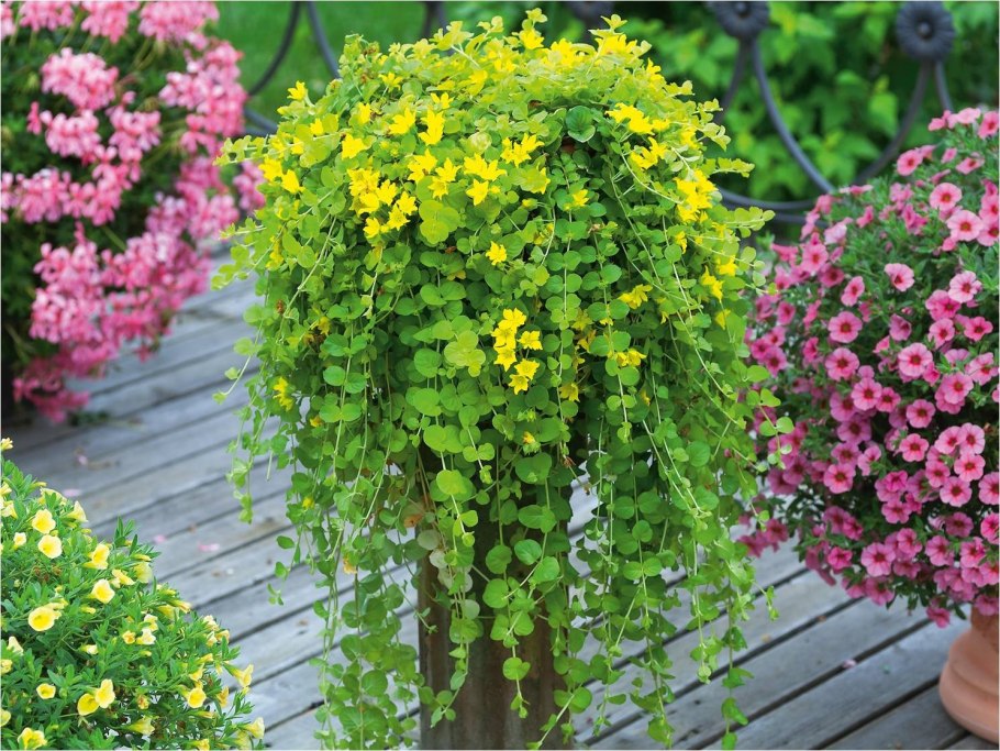 Вербейник точечный (Lysimachia punctata)