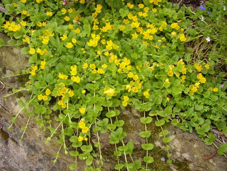 Вербейник точечный (Lysimachia punctata)