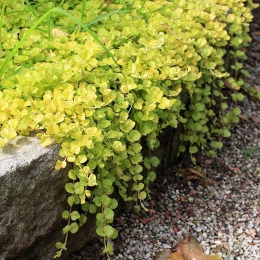 Lysimachia nummularia Aurea (Goldilocks)