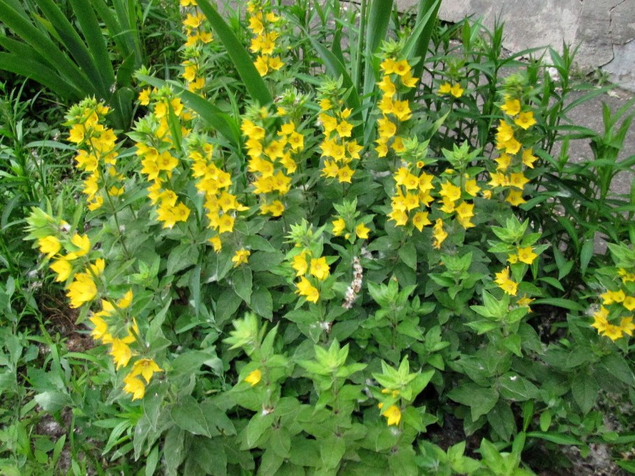 Вербейник точечный (Lysimachia punctata)