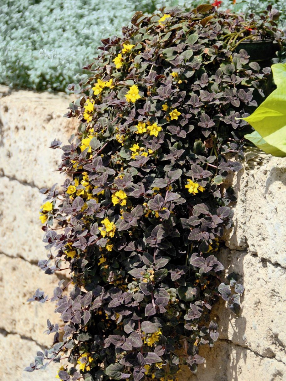 Вербейник белый