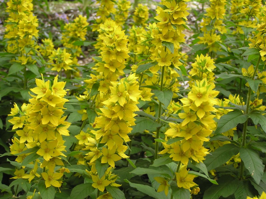 Лизимахия ампельная